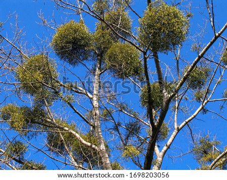 Tree with mistletoe (Viscum album)