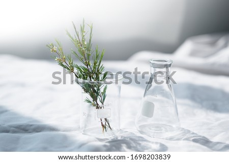 clear glass beaker and flask with herbal plant on white fabric with window natural light for cosmetic science research background Royalty-Free Stock Photo #1698203839