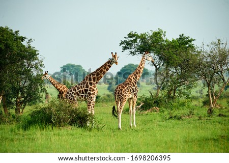 Giraffe Murchison Falls National Park Uganda