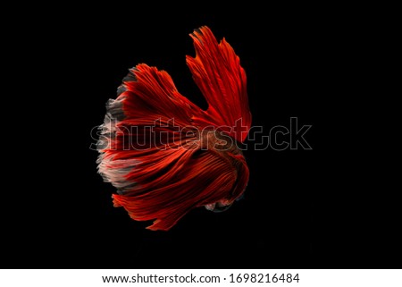 Beautiful colors"Halfmoon Betta" capture the moving moment beautiful of Fighting fish siam betta fish in thailand on black background