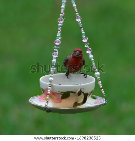 Red House Finch Sitting Proudly on the Edge of a Bird Feeder