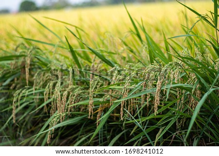 Photos of young shoots of rice in rice fields, agriculture