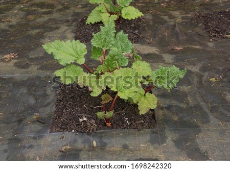 Home Grown Organic Spring Rhubarb Plant (Rheum x hybridum 'Champagne') Surrounded by Weed Suppressant Fabric in a Vegetable Garden in Rural Devon, England, UK Royalty-Free Stock Photo #1698242320