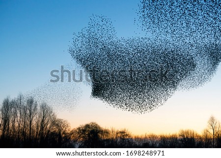 Beautiful large flock of starlings (Sturnus vulgaris), Geldermalsen in the Netherlands. During January and February, hundreds of thousands of starlings gathered in huge clouds.  Silhouettes of birds. Royalty-Free Stock Photo #1698248971
