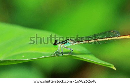 Macro picture of dragonfly in the nature
