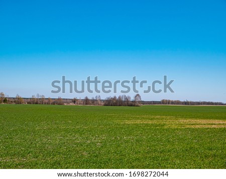 Spring shoots of winter crops on a farm field on a sunny day with blue sky. Cloud horizon. Agriculture. Place for text. Background image.