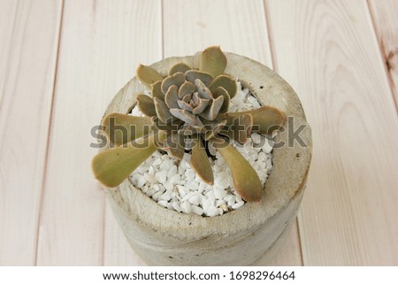 A small cactus in cement pot on wooden ,top view 