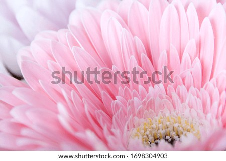 Beautiful pink gerbera flower close-up for background and design.