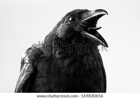 crow in studio