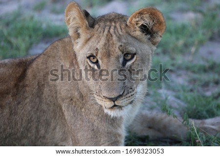 lions of the okavango delta