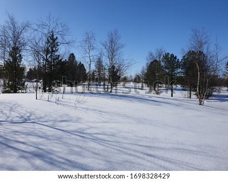 Winter landscape on a sunny day with pine trees and birches in the Arctic. Dwarf birch trees.