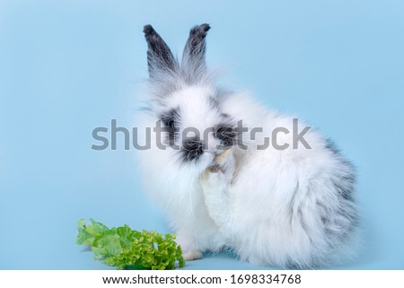Cuteness spotty bunny with vegetable on light blue background