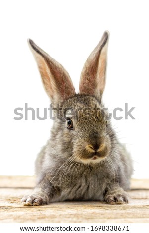Furry cute rabbit on white background isolated.