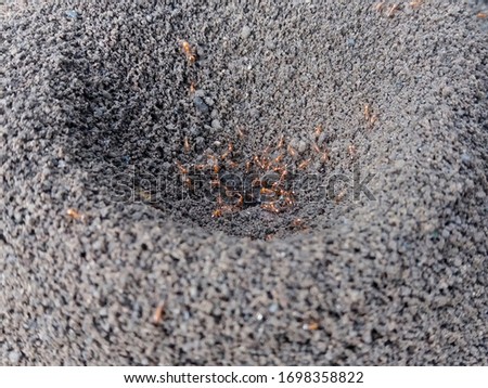 fire ant nest. Ant colony in the world of bugs life