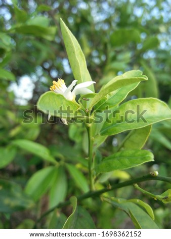 Blossom lemon tree Citrus x limon