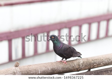 pigeon sitting in a bamboo stock photo.