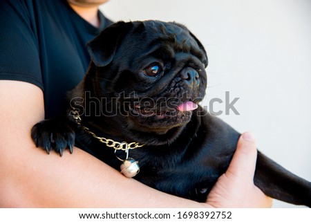 Cute pug dog breed,man's carrying a black Pug dog.  with funny face and feeling so happiness after wake up in the morning,Healthy Purebred dog Concept