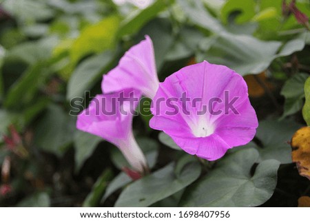 
Purple morning glory can be seen everywhere in the mountains
