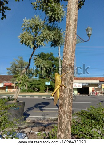This is a picture of a grasshopper in a tree during the day in Indonesia