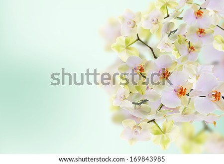 Orchid.Beauty.Flora