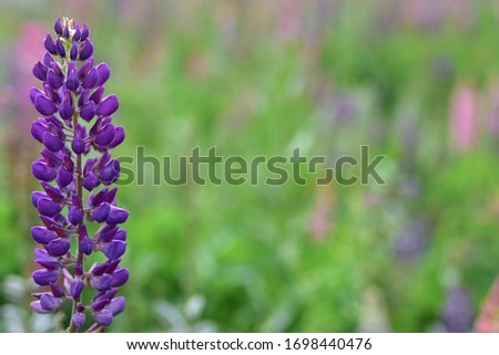 Delicate purple lupine against the background of a summer meadow
