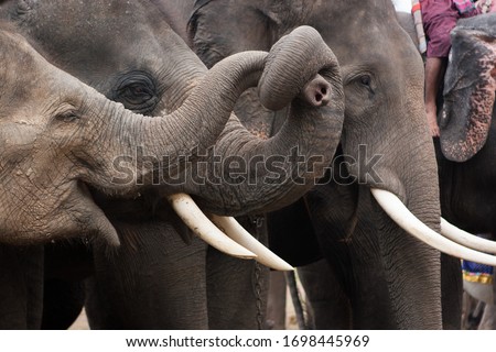 The love, relationship and communication between elephants