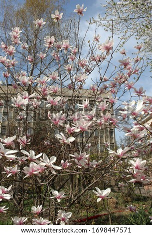 Magnolia flower buds on a tree in full bloom, spring magnolia blossom garden photo. Odessa april 2020