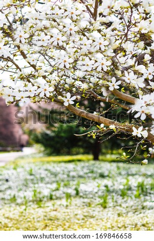 Flowering beautiful white magnolia in spring park in Germany, Hamburg.