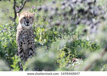 Young Cheetah sitting at the Tanzanian Savanna 
