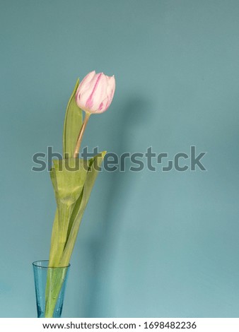 One fresh pink white tulip flowers in front of green wall. View with copy space and shadow.