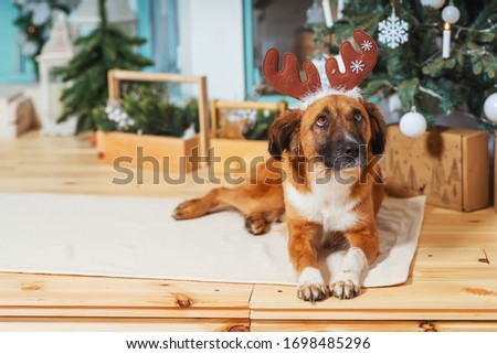 Not a purebred red dog with a deer antler hat on the background of Christmas decorations. Rescuedog on the background of the Christmas tree. A stray dog has found a family