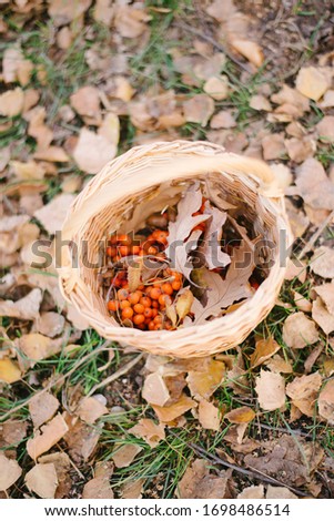 Autumn composition, acorns and oak leaves in a wicker basket.