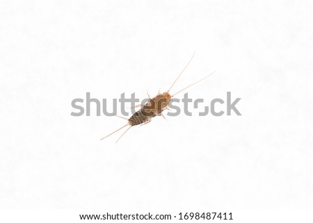 Bottom view of a Firebrat (Thermobia domestica), a species of silverfish. Insect Lepisma saccharina in normal habitat.