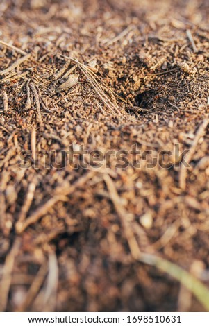 Forest Big Anthill - Ants Life - Wildlife
