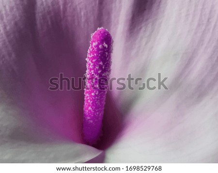 closeup detail macro photography of single white arum lily
