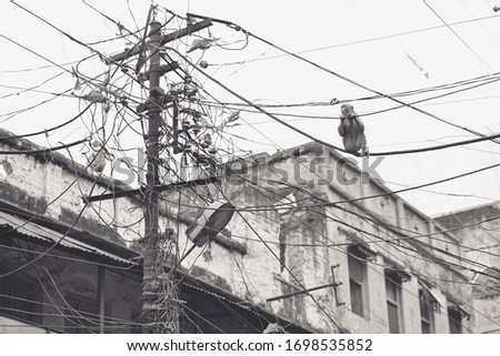 Monkey climbed onto the wires of a varanasi city street.
