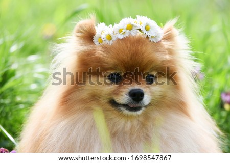 Portrait of a cute dog in a wreath of daisies.