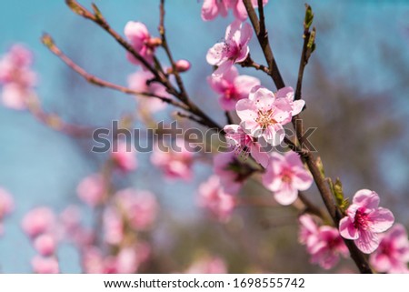 cherry blossom in the garden. beautiful flower.