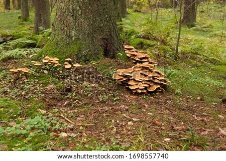 A group of brown mushrooms growing by a tree in the forest, selective focus