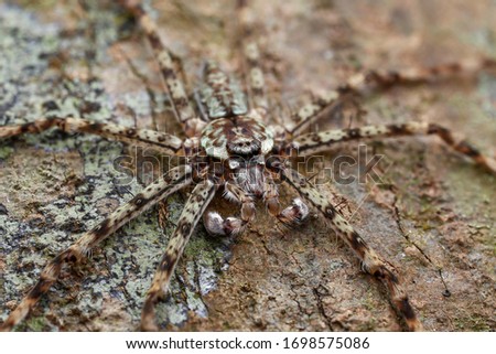 Spider Cute - amazing Nature 