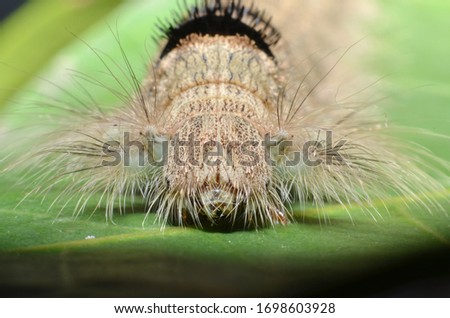 The gray-colored caterpillar has a full length of fine hair all over its body with a round head 