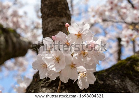 This is a picture of a cherry blossom
