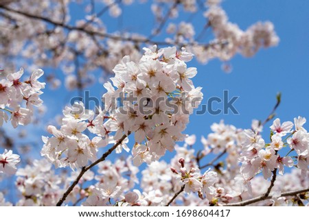 This is a picture of a cherry blossom