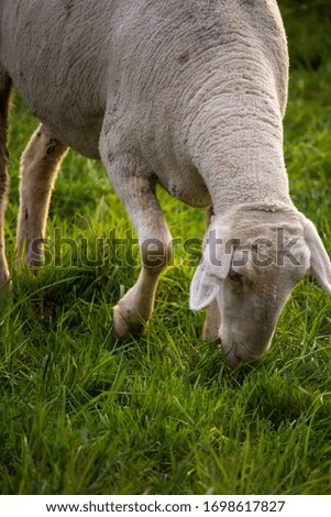 fresh grass in the foreground and eating sheep in the background