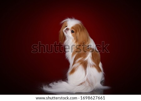 japanese chin small dog in studio on dark background