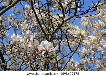 Magnolia tree in bloom blue sky white flowers on branches