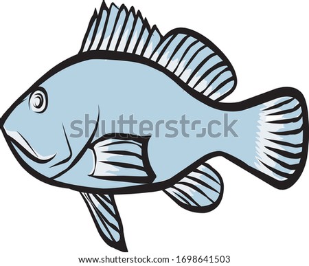 vector image of a fish on a white background