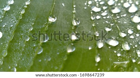 Morning dew on banana leaves or Musa Paradisiaca. daun pisang bertekstur garis garis dan bintik bintik terlihat menarik berwarna hijau terkena sinar matahari cocok untuk 