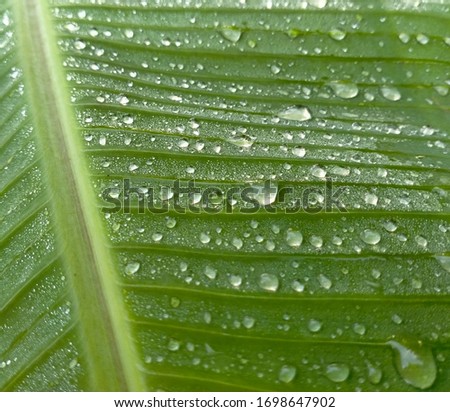 Morning dew on banana leaves or Musa Paradisiaca. daun pisang bertekstur garis garis dan bintik bintik terlihat menarik berwarna hijau terkena sinar matahari cocok untuk 