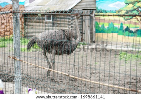 Ostrich behind the fence looks at the camera. The bird on the farm. Stock photo